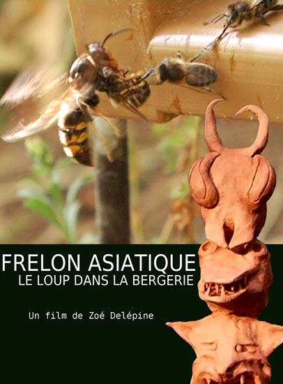 frelon asiatique